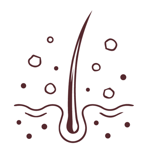 القشرة